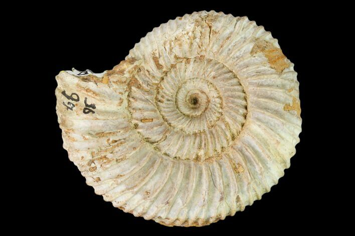 Jurassic Ammonite (Divisosphinctes) Fossil - Madagascar #162616